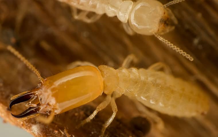 a swarm of subterranean termites in hattiesburg mississippi