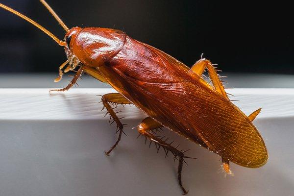 cockroache up close