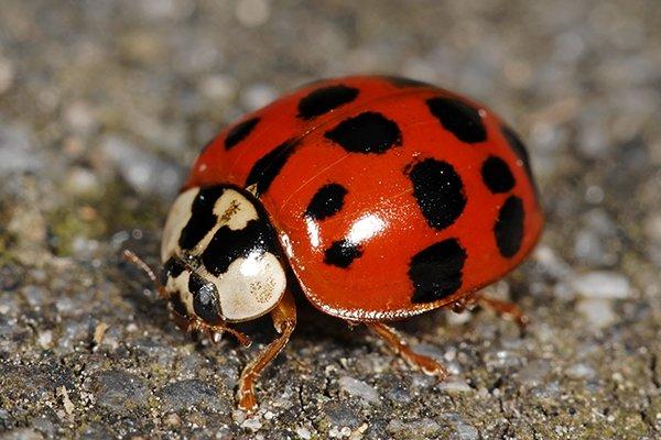 Why Do Ladybugs Have Spots?