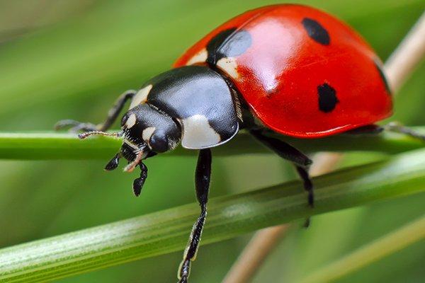 ladybug eating plant
