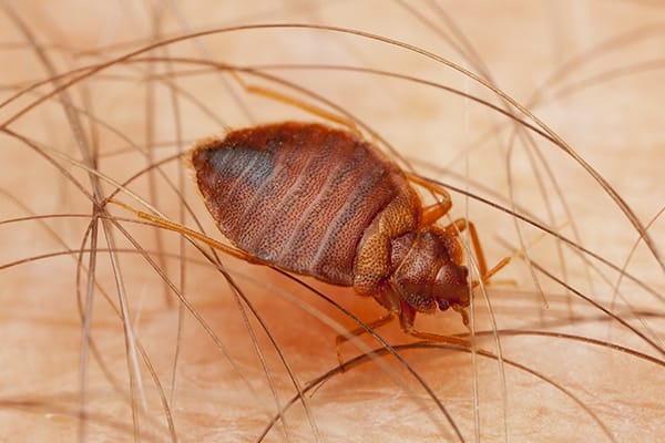 bed bug in arm