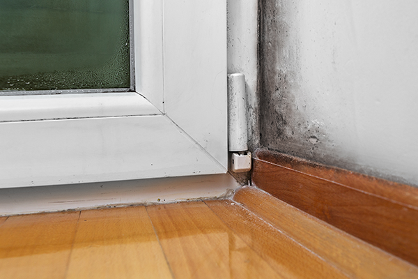 black mold
