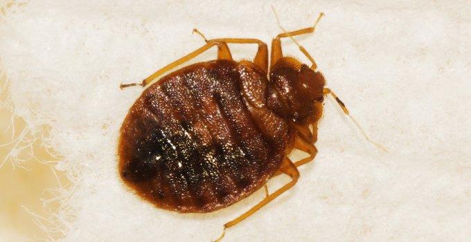 a bed bug on white bedding