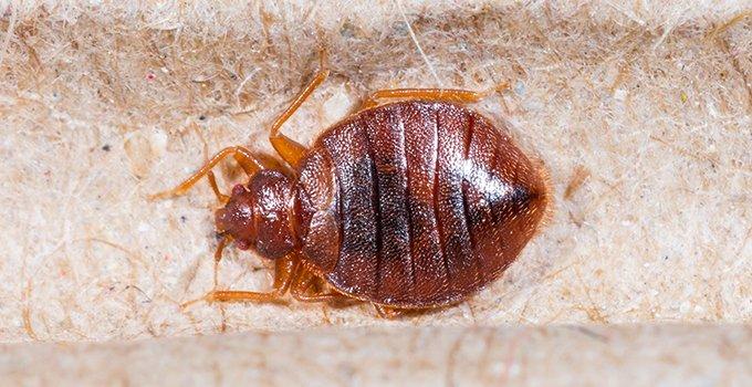 bed bug on furniture