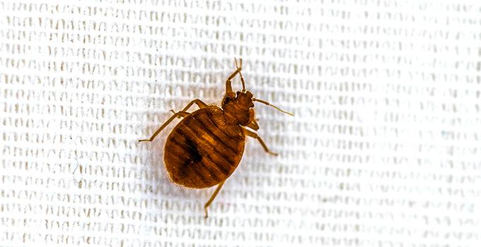 a bed bug on a piece of linen