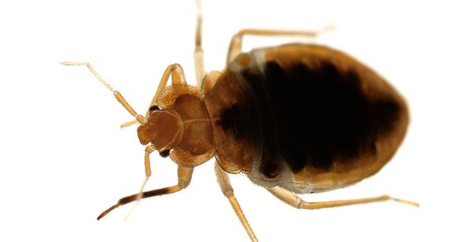 up close image of a bed bug