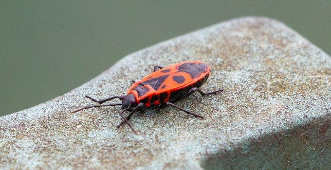 are box elder bugs poisonous to dogs if eaten