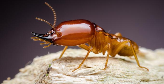 a close up image of a termite