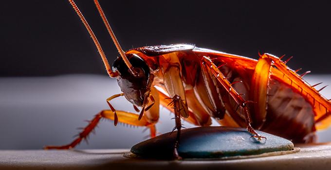 Blog - Signs You Are Dealing With A Severe Cockroach Infestation In ...