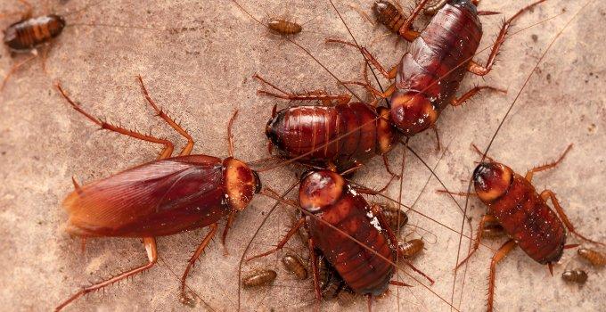 cockroaches in a kitchen