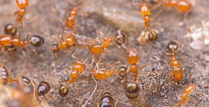 fire ants crawling near an ant hill