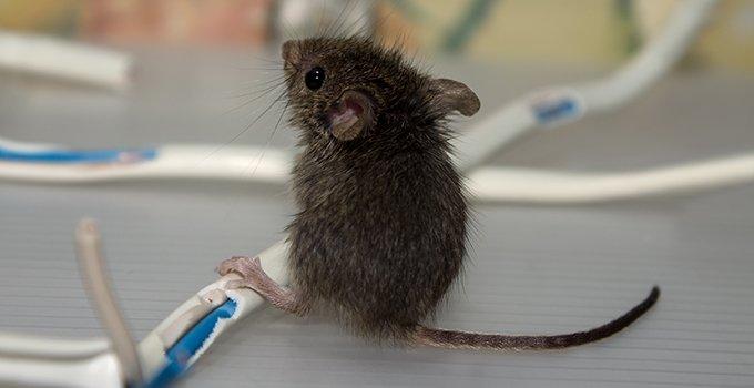 Mice in the Attic - Adam's Pest Control