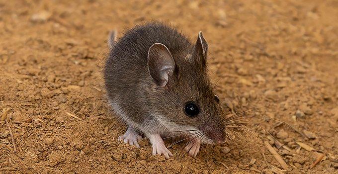 12 Common Questions and Answers About Mice in the House