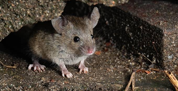 Rodent-Proofing Your Home