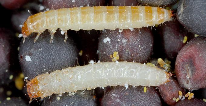 flour beetles crawling around