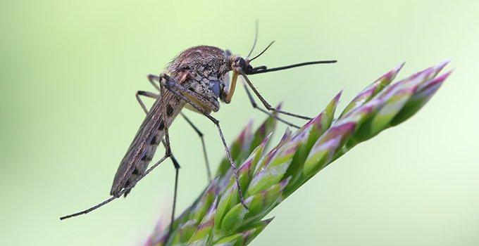 mosquito on a flower