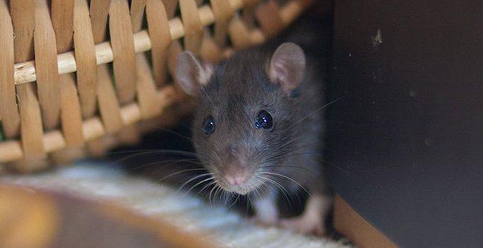 Blog - Lynchburg's Complete Guide To Effective Rat Control