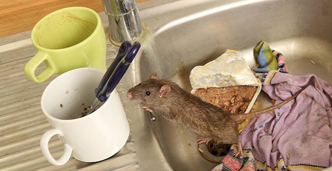 https://cdn.branchcms.com/L1ylnzQlKv-1128/images/blog/rat-in-dirty-sink-1.jpg