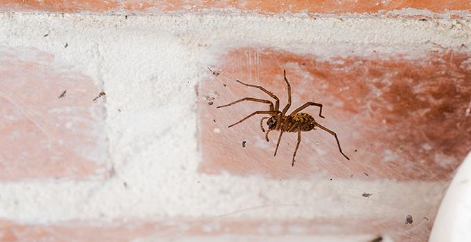 a spider crawling on the outside of a home