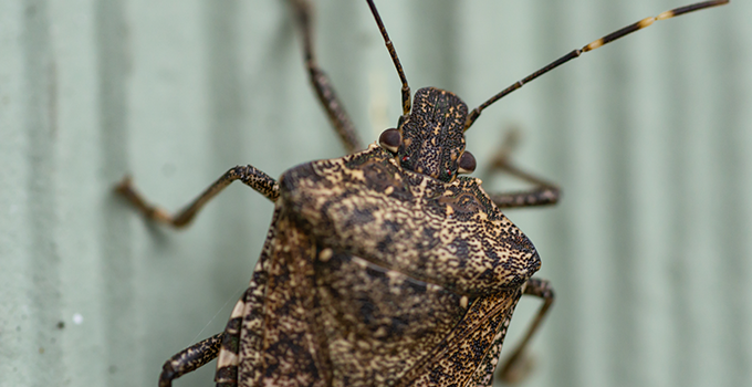 Do you know why stink bugs stink? What do they smell like?