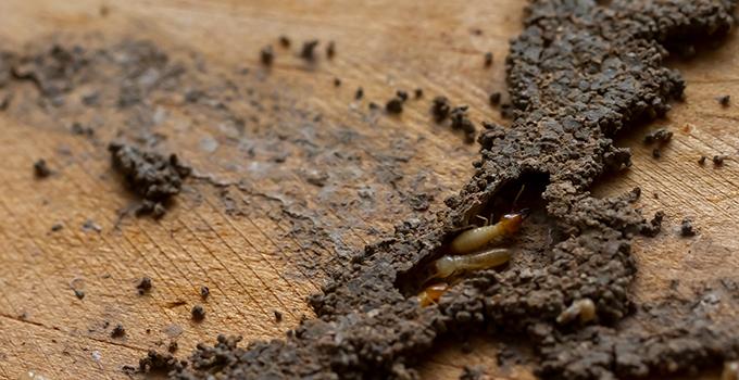 Free download Best 55 Termite Wallpaper on HipWallpaper Termite Wallpaper  [1280x804] for your Desktop, Mobile & Tablet | Explore 42+ Pestermite  Wallpaper |