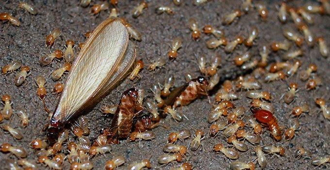 swarming termite infesting the ground outside of a home