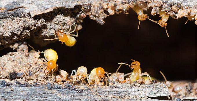 termites on wood outside