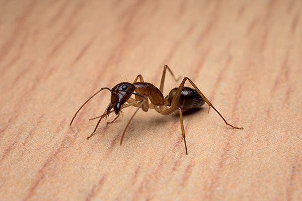 up close image of a carpenter ant crawling in a home