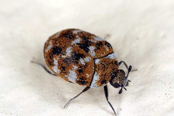 Carpet Beetles Are Quite Destructive