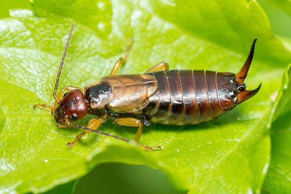 The Full Truth About Earwigs Crawling In Ears