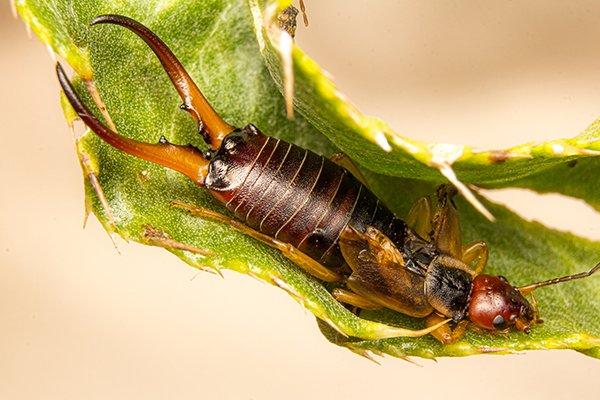 earwig up close on leaf