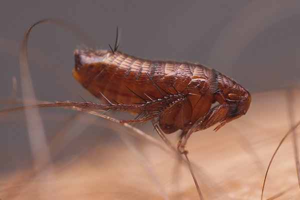 flea biting skin