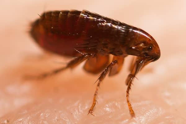 flea crawling on skin