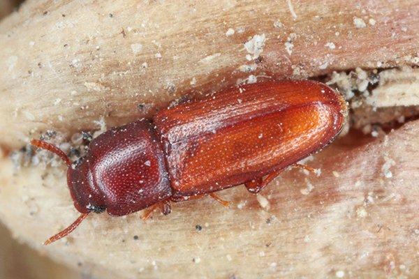 flour beetle larvae