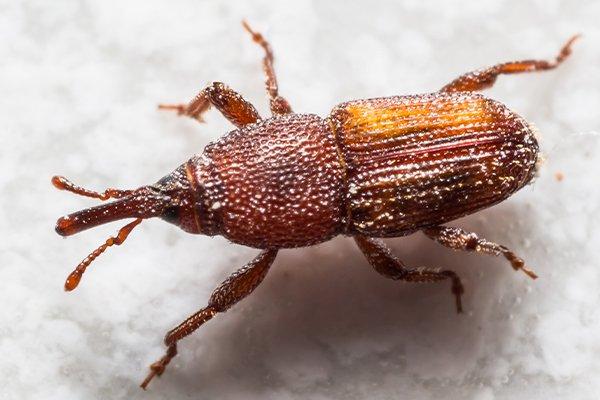 Rice weevil and Grain weevil