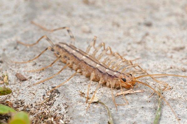 centipede on rock