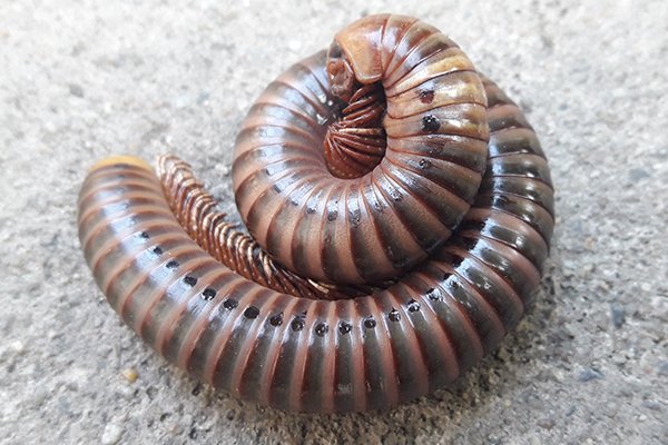 millipede identification guide