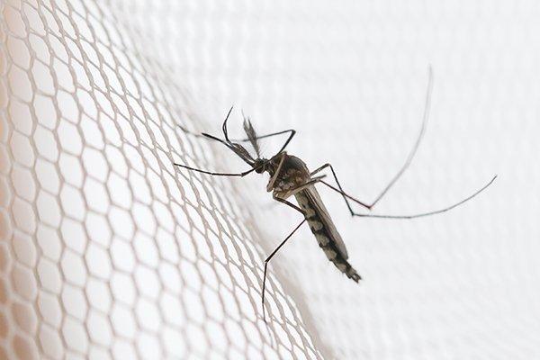 mosquito outside