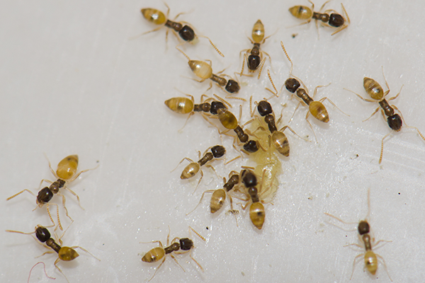 foraging Argentine ants in VA