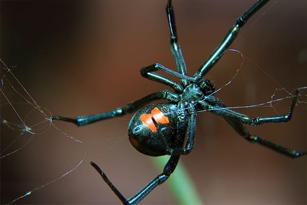 poisonous spiders chart