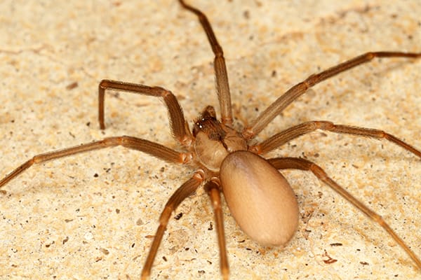 brown recluse on the ground
