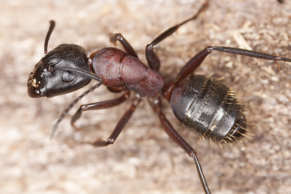 giant queen red ant