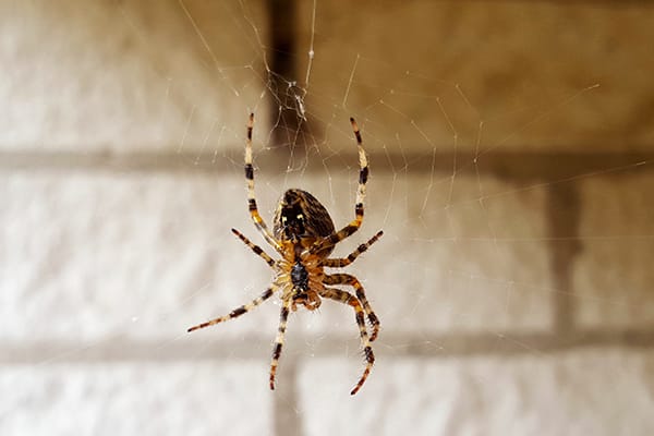 American House Spider