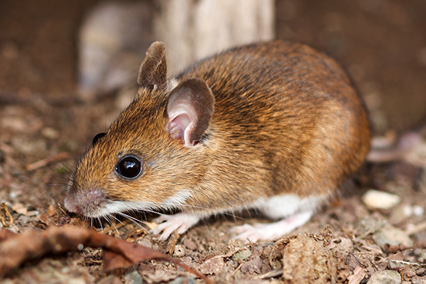 Rodents In Virginia | All Pest Control & Solutions