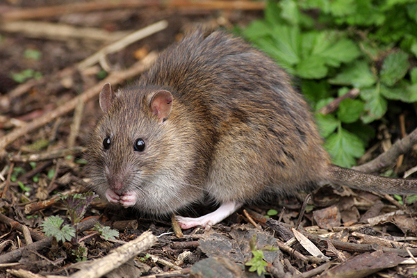 long tailed rat