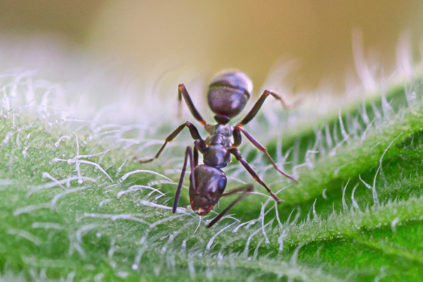 odorous house ant in virginia