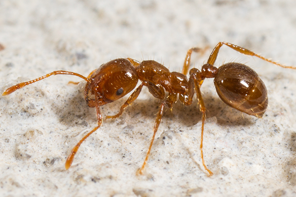 red imported fire ant in virginia