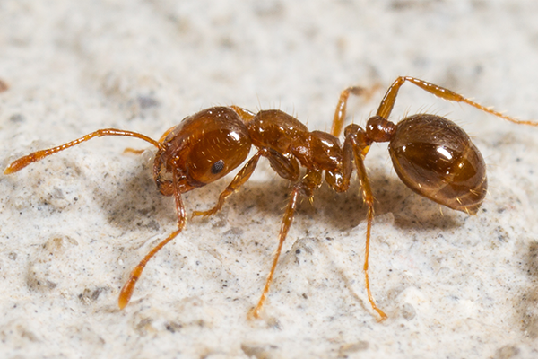 red carpenter ant queen