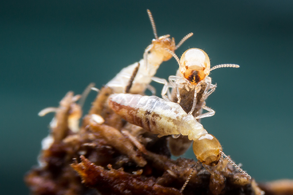 foraging termite workers
