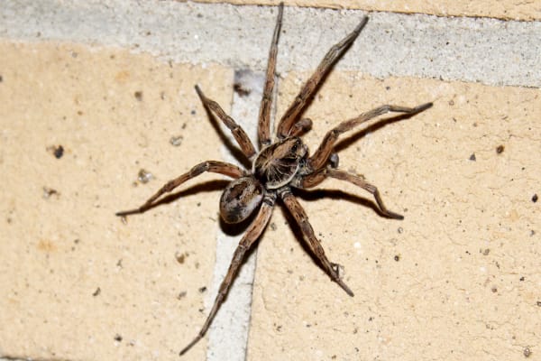 a wolf spider crawls on a brick wall